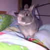 Alfie B.